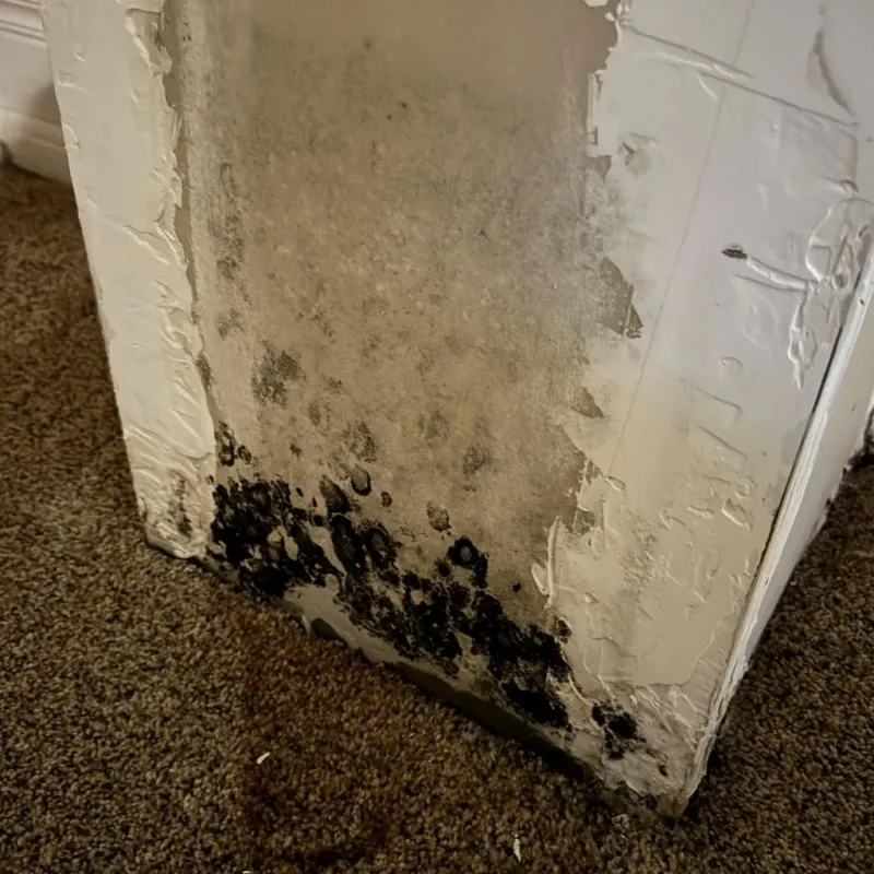 Professional Mold Removal in Springfield, GA